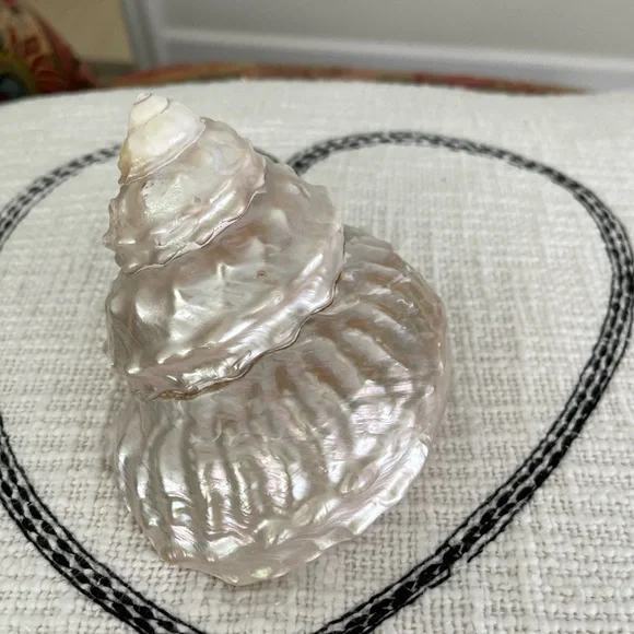 Wavy Top Turbo Shell 5 inches - Picture 3 of 8